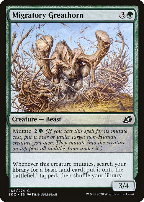 Migratory Greathorn 165