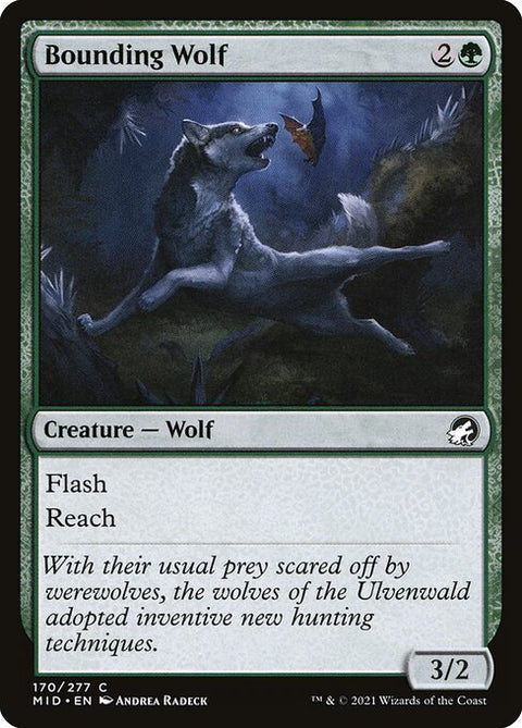 Bounding Wolf 170