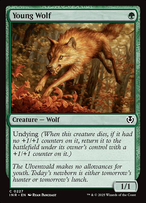 Young Wolf 227 Foil